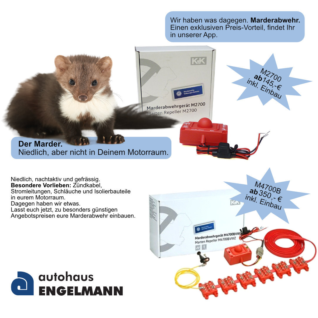 Marderabwehr Angebot neue Preise